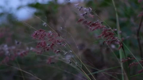 Flowering grass swaying by the wind is so beautiful Stock Footage 210789587
