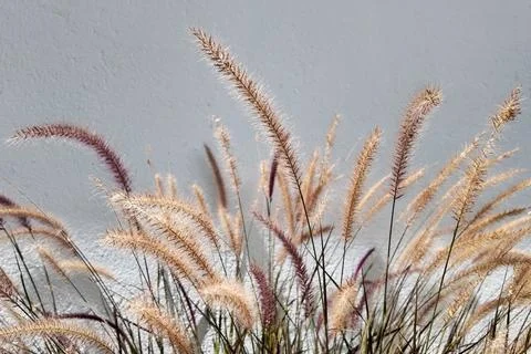 Flowering grass on a white wall background. Close-up. Stock Photos