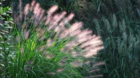 Flowering grasses in the evening sun Video stock 292982306
