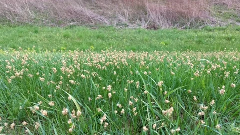 Flowering grasses in a meadow. Stock Footage 272357998