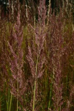 Flowering  grasses Foto stock