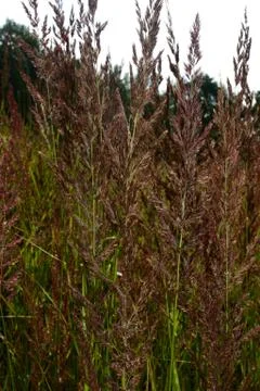Flowering  grasses Stock Photos