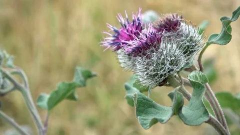 Flowering Great Burdock (Arctium lappa) Stock Footage