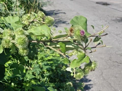 Flowering Greater Burdock Branch with Developing Green Burrs Stock Photos