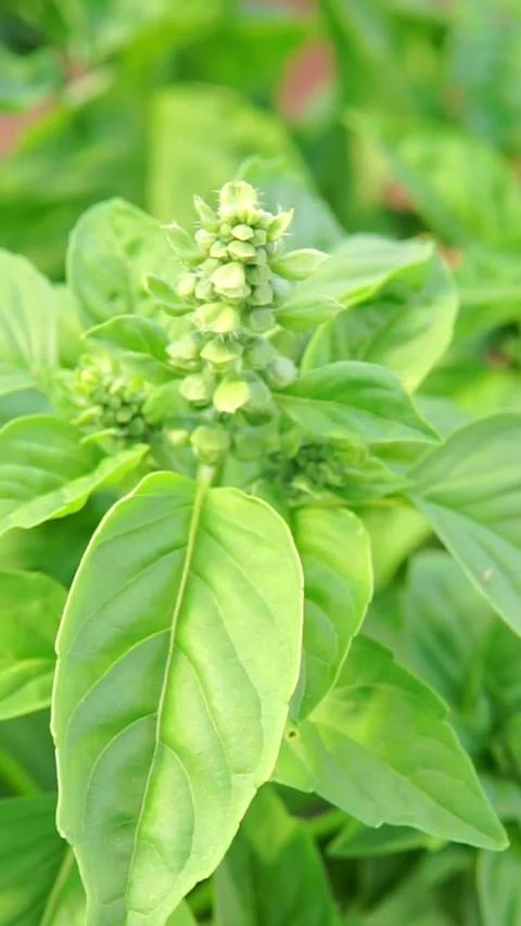 Flowering Green Basil Plant Stem With Inflorescence Close-Up Stock Footage 346639910