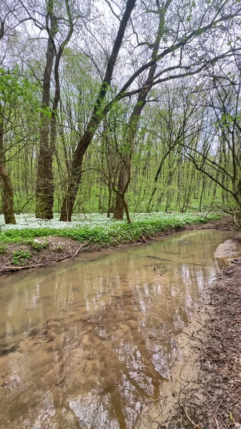 Flowering green forest and river on sunny, spring nature background. Scenic view Stock Footage 301699951