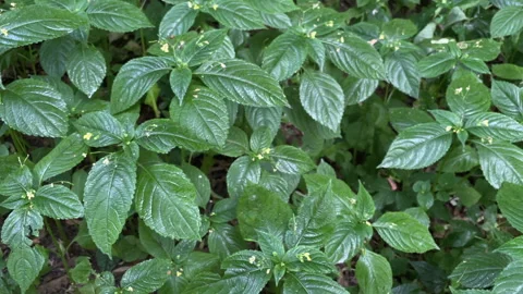 Flowering green plants Video stock 244516024