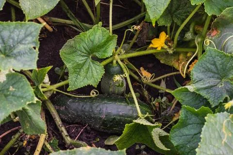 Flowering ground cucumbers Stock Photos