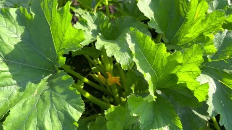 The flowering of growing zucchini Stock Footage 245472562
