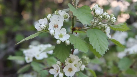 Flowering hawthorn Stock Footage 100268861