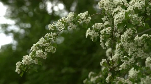 Flowering hawthorn Stock Footage 130521570