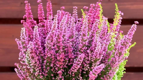 Flowering Heather close up, autumn background Stock Footage 202203348