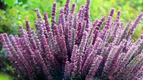 Flowering Heather close up, autumn background Stock Footage 231065961