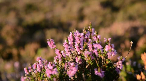 Flowering heather Stock Footage 29662263