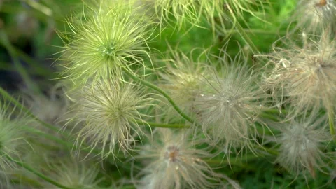 Flowering heather Stock Footage 133092567