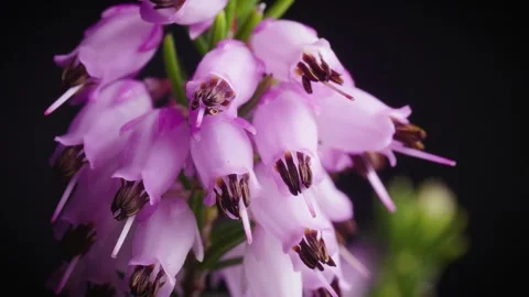 Flowering Heather marco, rotating Stock Footage 260464149