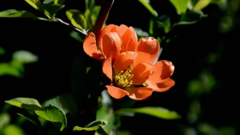 Flowering henomeles Stock Footage 132369048
