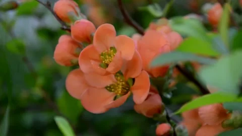 Flowering henomeles Stock Footage 132370120