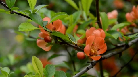Flowering henomeles 動画素材 132373109