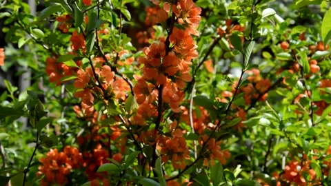 Flowering henomeles Stock Footage 133152089