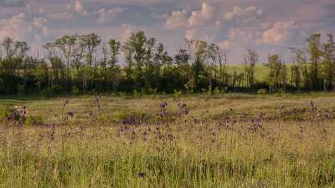 Flowering of the herbs field in late spring in the steppes at sunset Stock Footage 76035459