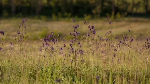 Flowering of the herbs field in late spring in the steppes at sunset Stock Footage 76035516