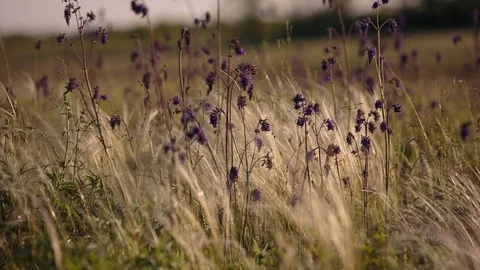 Flowering of the herbs field in late spring in the steppes at sunset Stock Footage 76035588