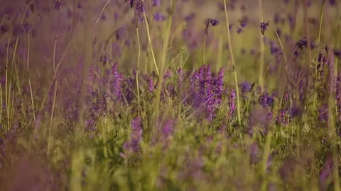 Flowering of the herbs field in late spring in the steppes at sunset Stock Footage 76035637