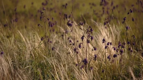 Flowering of the herbs field in late spring in the steppes at sunset Stock Footage 76035690