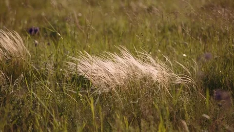 Flowering of the herbs field in late spring in the steppes at sunset Stock Footage 76035735