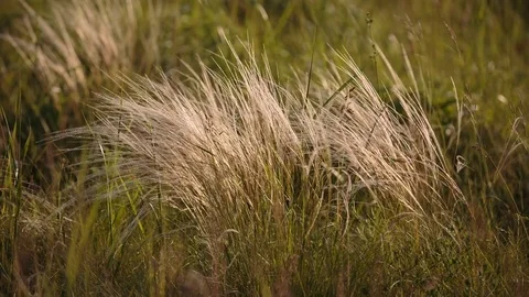 Flowering of the herbs field in late spring in the steppes at sunset Stock Footage 76035799