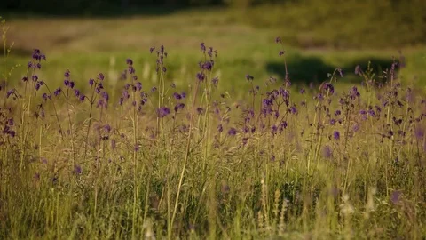 Flowering of the herbs field in late spring in the steppes at sunset Stock Footage 76035863