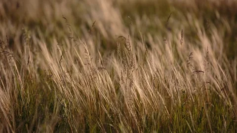 Flowering of the herbs field in late spring in the steppes at sunset Stock Footage 76035909