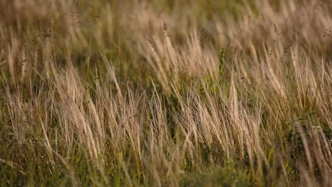 Flowering of the herbs field in late spring in the steppes at sunset Stock Footage 76035976