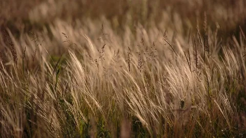Flowering of the herbs field in late spring in the steppes at sunset Stock Footage 76036072