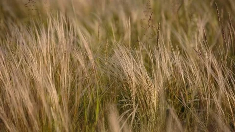 Flowering of the herbs field in late spring in the steppes at sunset Stock Footage 76036128