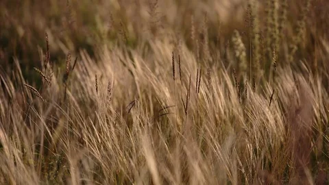 Flowering of the herbs field in late spring in the steppes at sunset Stock Footage 76036182