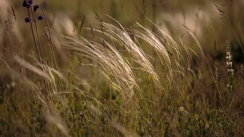 Flowering of the herbs field in late spring in the steppes at sunset Stock Footage 76036226