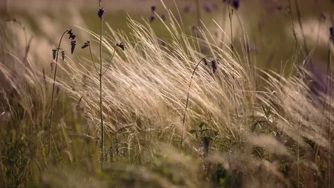 Flowering of the herbs field in late spring in the steppes at sunset Stock Footage 76036271