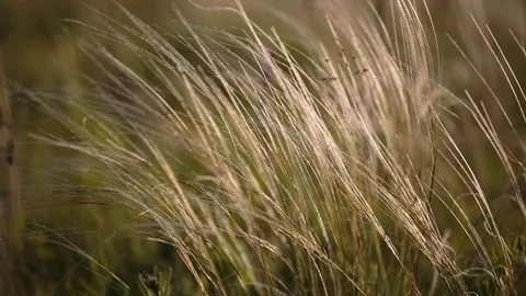 Flowering of the herbs field in late spring in the steppes at sunset Stock Footage 76036328