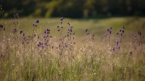 Flowering of the herbs field in late spring in the steppes at sunset Stock Footage 76036364