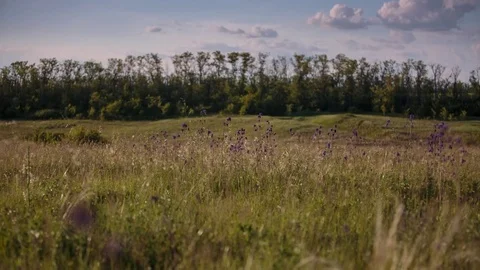 Flowering of the herbs field in late spring in the steppes at sunset Stock Footage 76036416
