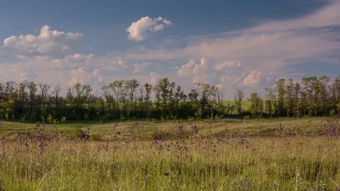 Flowering of the herbs field in late spring in the steppes at sunset Stock Footage 76036638