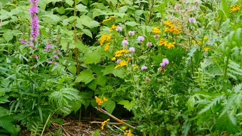 Flowering herbs thickets close-up Stock Footage 138154360