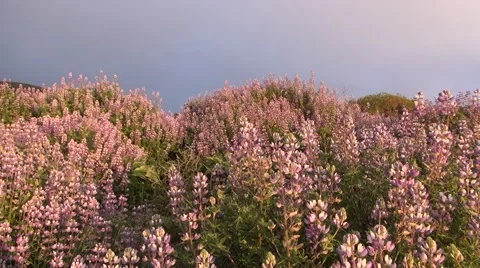 Flowering hill Stock Footage 51023418