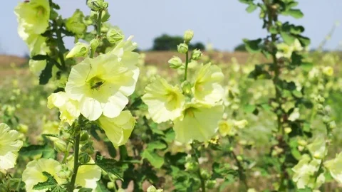 Flowering hollyhock at summer Stock Footage 82986804