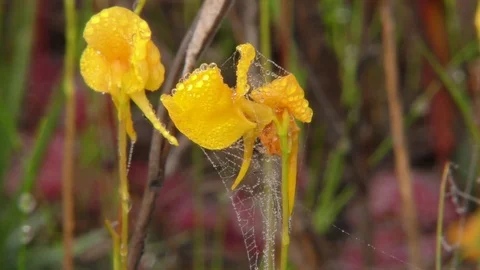 Flowering Horned Bladderwort with dew &amp; spiderweb, also Pink Sundews, SE USA Stock Footage 75474424