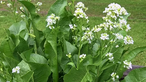 Flowering Horseradish Stock Footage 337784297