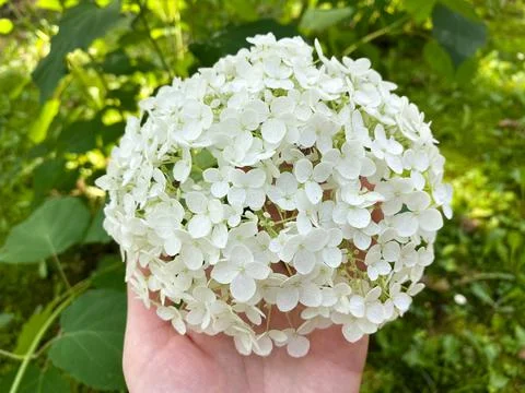 The flowering of Hydrangea arborescens. Hydrangea tree-like close-up Stock Photos
