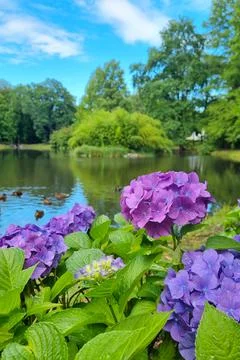 Flowering hydrangea buds. Beautiful background of nature. Stock Photos